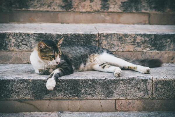 10 mẹo đơn giản để có giấc ngủ ngon hơn mỗi đêm